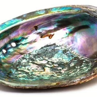 Abalone Shell